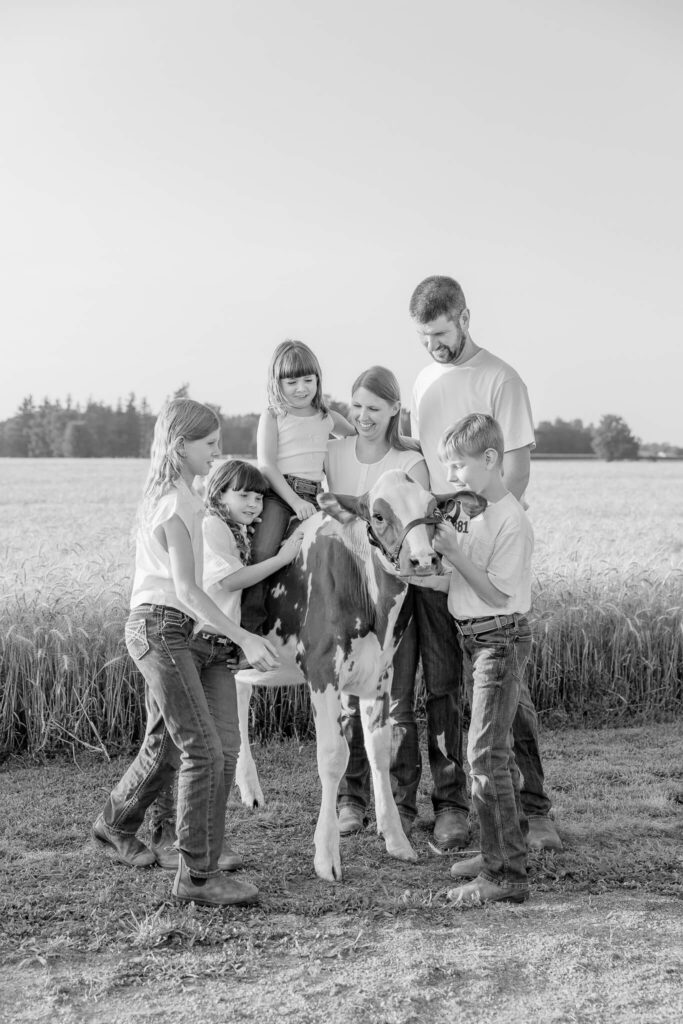 Black and white candid photo of a family interacting naturally with a dairy cow, laughing and having fun during a photo session with Shannon Cliffe Photography,